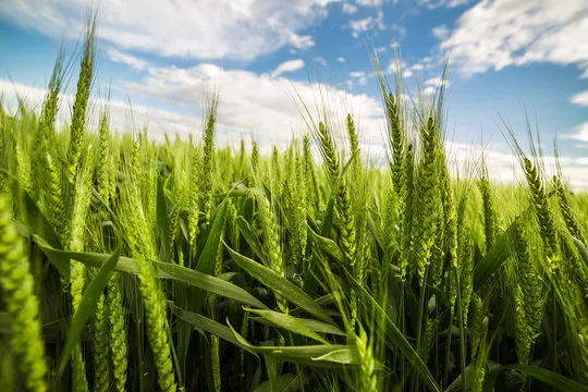 Wheat in Punjab