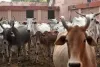 राम मंदिर बन गया, क्या गौ हत्या पर बैन लगाने के लिए बनेगा कानून?