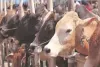 हरियाणा: गौरक्षकों ने मवेशी ले जा रहे दो लोगों की पिटाई कर नहर में फेंका, एक की मौत