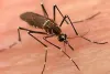 Delhi Reports 152 Dengue, 39 Malaria Cases; Legal Action Against 3,547 for Mosquito Breeding