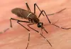 Delhi Reports 152 Dengue, 39 Malaria Cases; Legal Action Against 3,547 for Mosquito Breeding