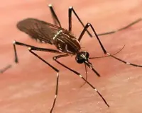 Delhi Reports 152 Dengue, 39 Malaria Cases; Legal Action Against 3,547 for Mosquito Breeding