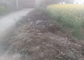 Narnaul Weather: सीजन का पहला पाला गिरा; न्यूनतम तापमान 2.5 डिग्री सेल्सियस पहुंचा