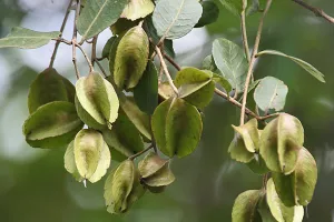 हड्डियों से लेकर त्वचा की समस्याओं में फायदेमंद है अर्जुन का फल, जानें कैसे करे प्रयोग