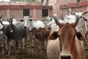 राम मंदिर बन गया, क्या गौ हत्या पर बैन लगाने के लिए बनेगा कानून?