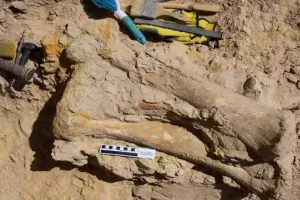 जंगल मैं कुत्ते को घुमा रहा था, 7 करोड़ साल पुराना डायनासोर मिला; 2 साल छिपाए रखा दुनिया से