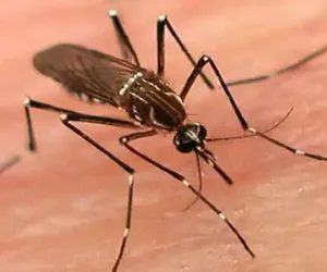 Delhi Reports 152 Dengue, 39 Malaria Cases; Legal Action Against 3,547 for Mosquito Breeding