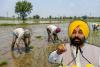  Punjab Govt Announces Paddy Sowing Schedule 2026: State Divided into 4 Zones to Save Water