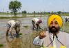  Punjab Govt Announces Paddy Sowing Schedule 2026: State Divided into 4 Zones to Save Water