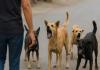SC Rules on Stray Dogs: "Administer Lethal Injections to Dangerous Dogs to Ensure Public Safety"