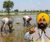  Punjab Govt Announces Paddy Sowing Schedule 2026: State Divided into 4 Zones to Save Water