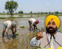  Punjab Govt Announces Paddy Sowing Schedule 2026: State Divided into 4 Zones to Save Water
