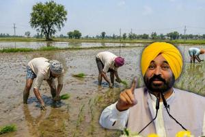  Punjab Govt Announces Paddy Sowing Schedule 2026: State Divided into 4 Zones to Save Water