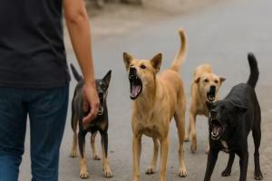 SC Rules on Stray Dogs: 