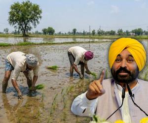  Punjab Govt Announces Paddy Sowing Schedule 2026: State Divided into 4 Zones to Save Water